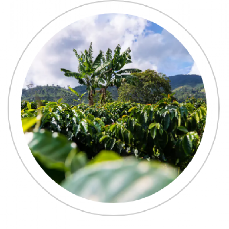 Green coffee