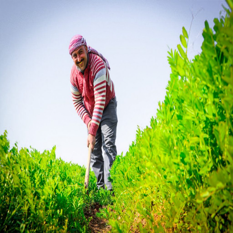 Development and Humanitarian Affairs